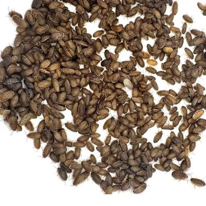 Karaczan Argentyński Dubia wylęg 500szt.