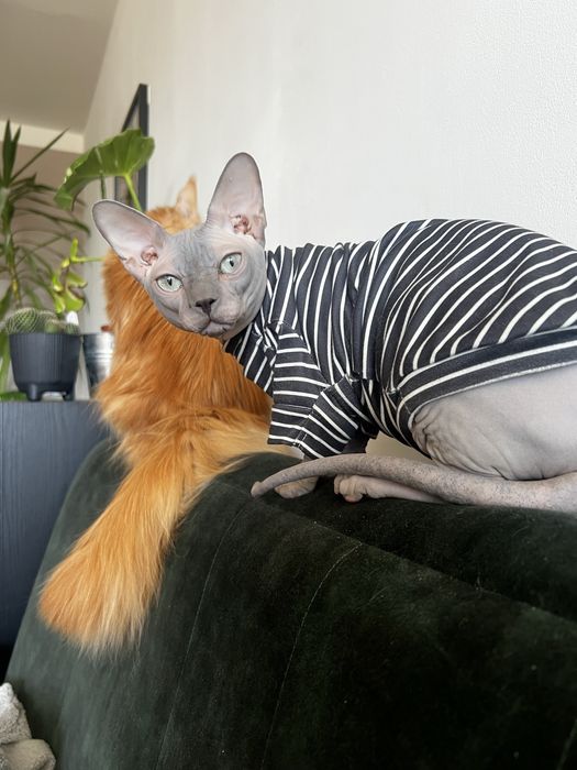 Kot sfinks Reproduktor