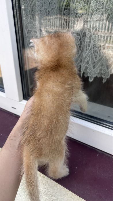 Золота шиншила котик