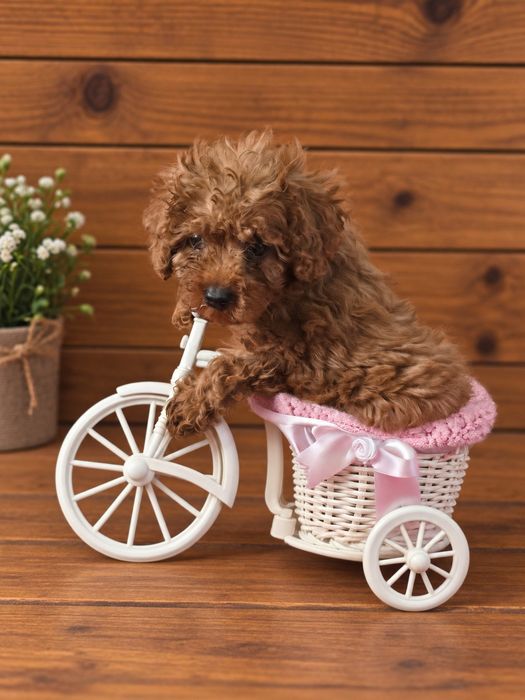 Maltipoo mini Red Brown sunia dwa szczepienia