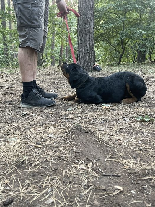 Кінолог, дресирування. Зоопсихолог.