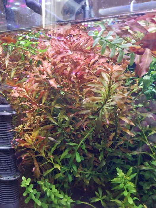 Rośliny, ludwiga, bacopa, kryptokoryny, microsorium