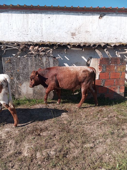 Bovino macho pequeno porte