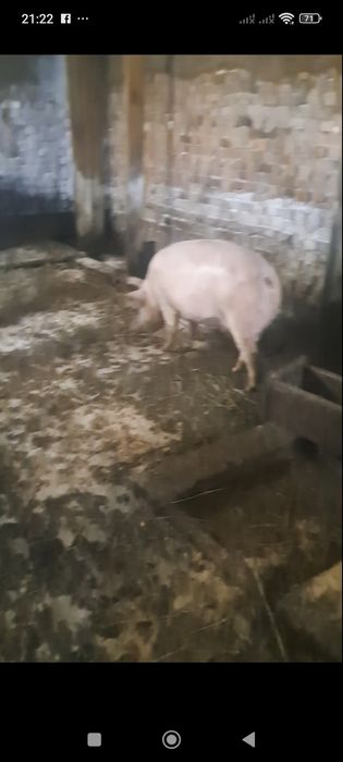 Продам домашніх свиней