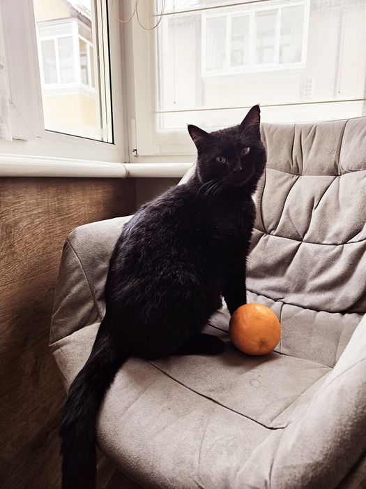 Кіт Матвій шукає господаря.