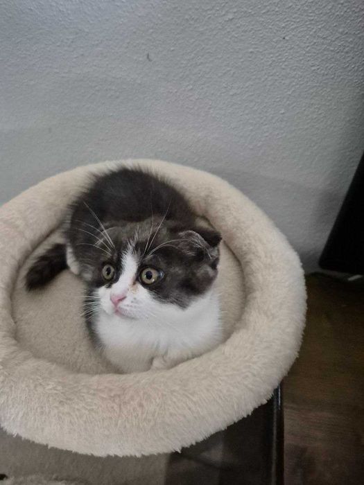 Gatinho "Scotish Fold"