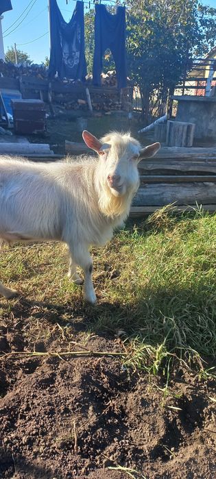 Цап парує кізок.