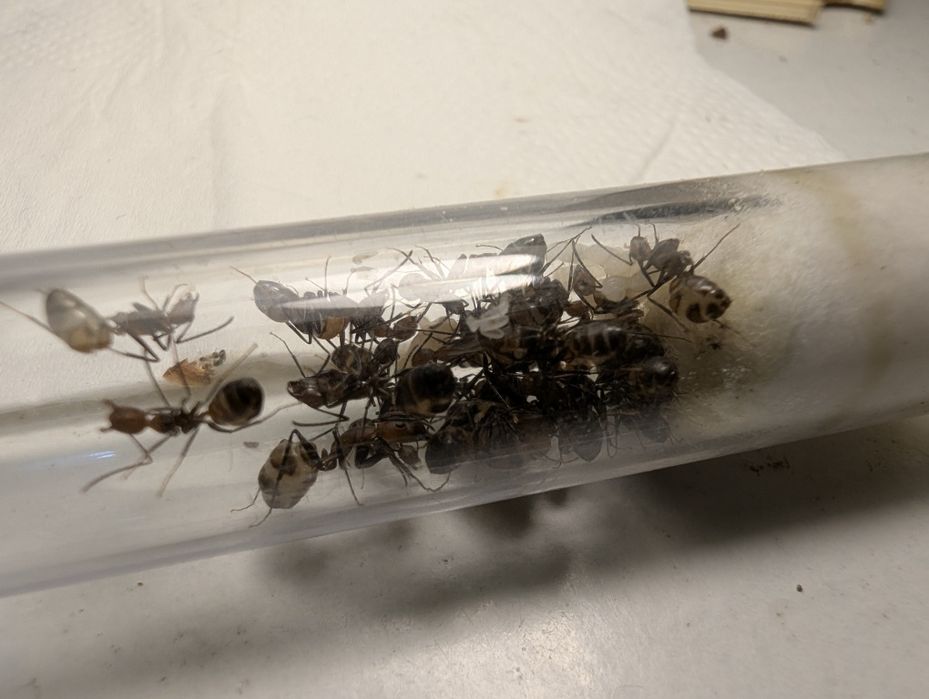 Camponotus nicobarensis Królowa 3-8 robotnic