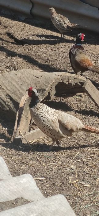 Продам інкубаційне яйце фазан мисливський румунський