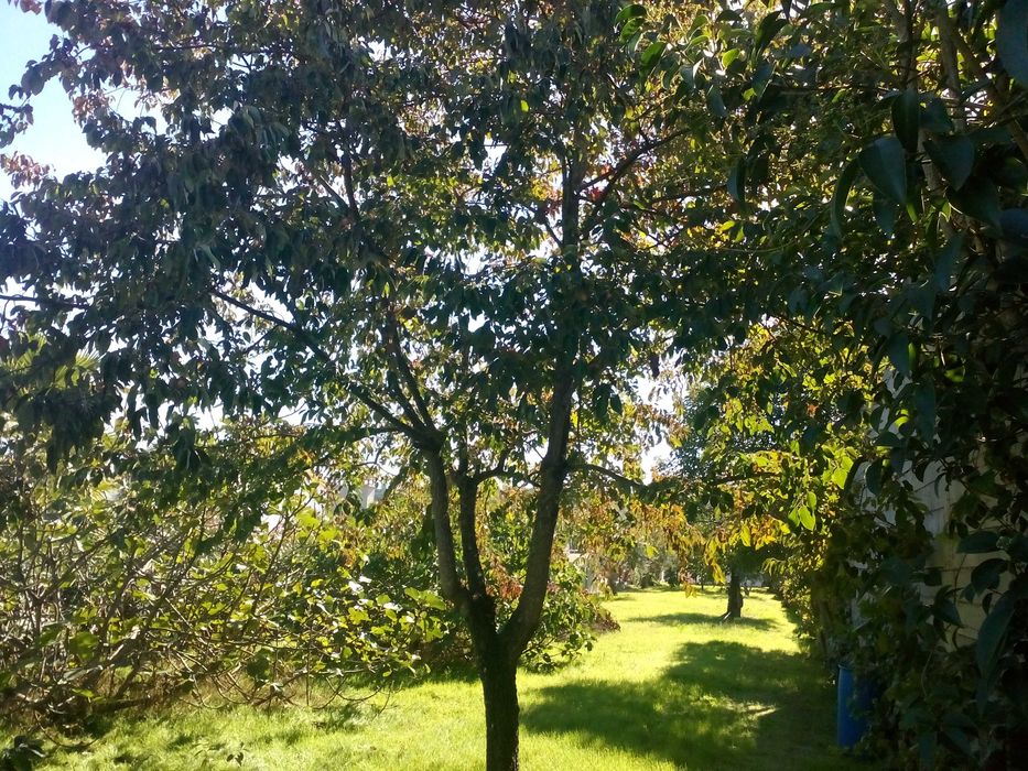 QUINTA Situada a 1800 M  da CIDADE de PONTE de SOR