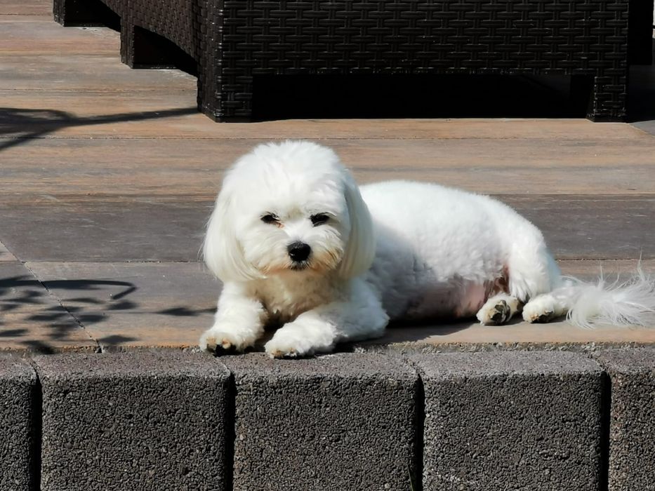 Maltipoo pies tata badania genetyczne