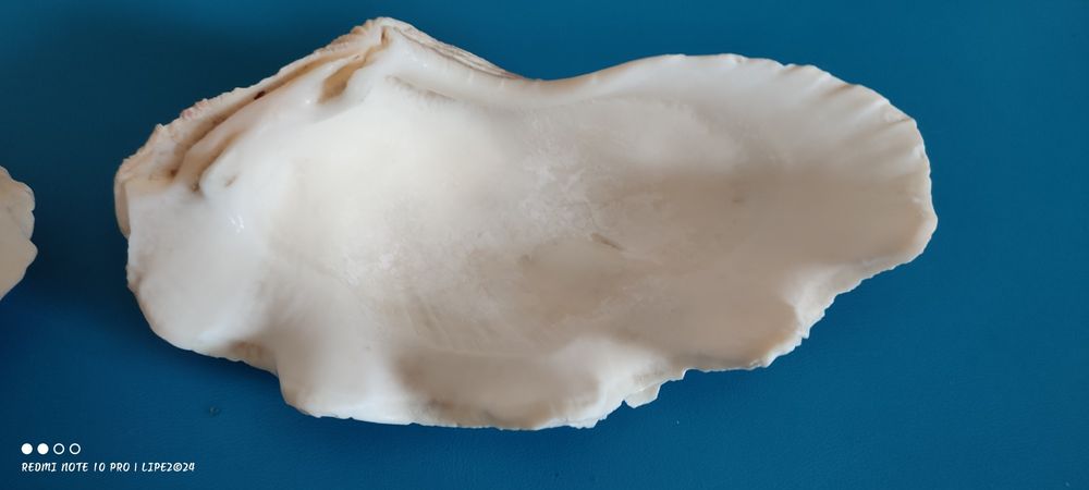 Concha bivalves Tridacna