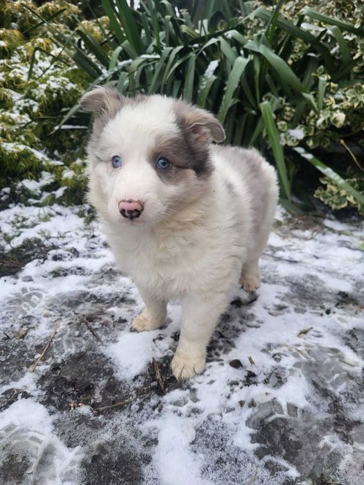 Piesek Border Collie blue merle