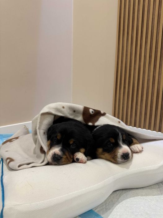 Entlebucher Sennenchund FCI - Suczka