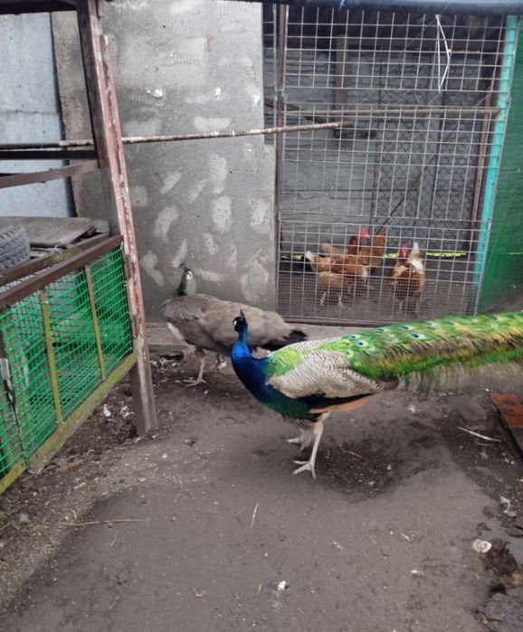 Продам пару птахів
