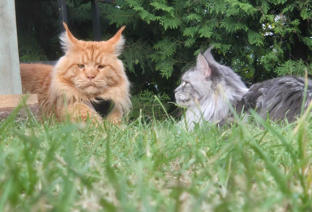 Kocięta maine coon