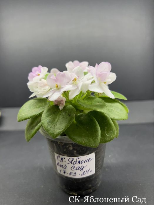 ЦВЕТУЩИЕ.Фиалка,сенполия,цветы