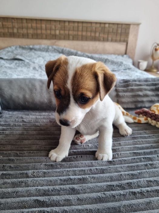 Jack Russel terrier