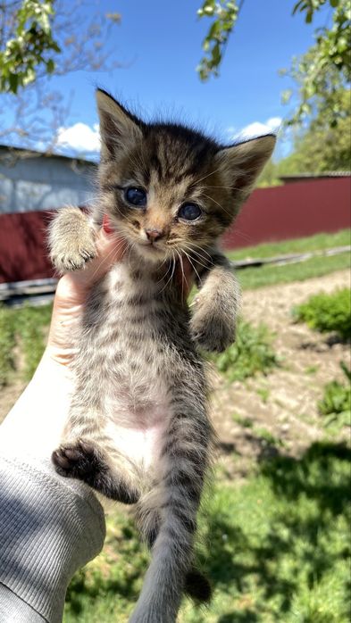 Котенок , кот, кошеня