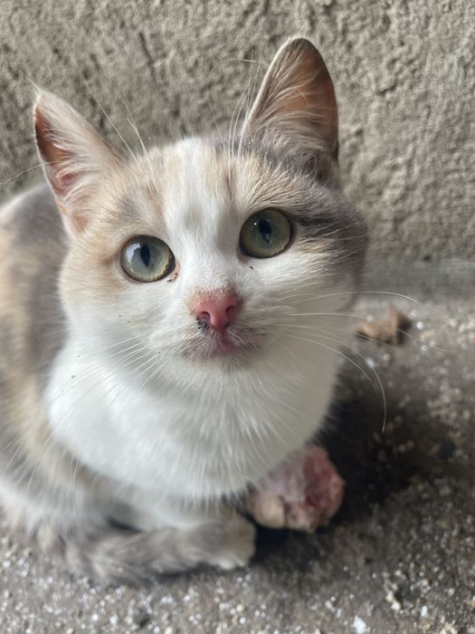 Котики шукають родину