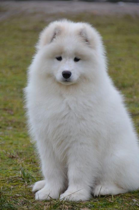 Samoyed suczka piesek
