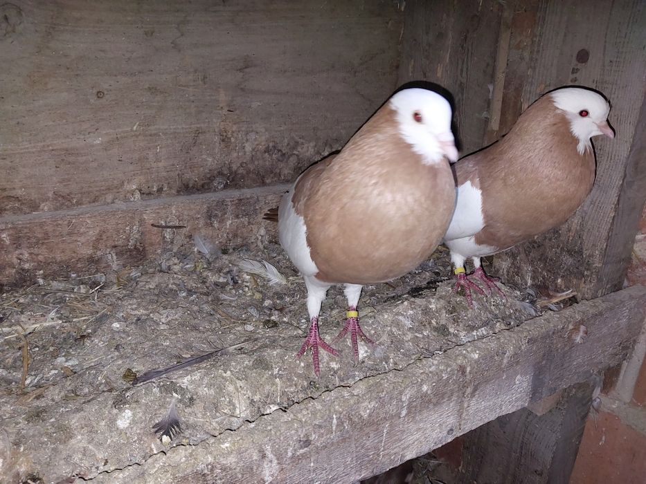 Sprzedam garłacze 2 pary.