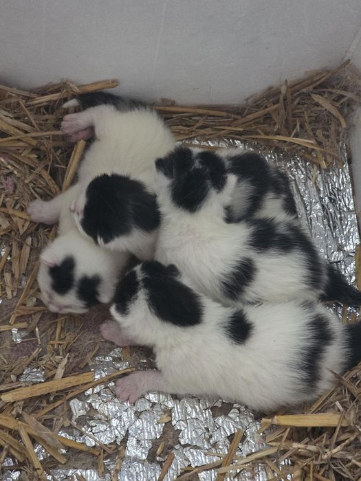 Kocięta do adopcji