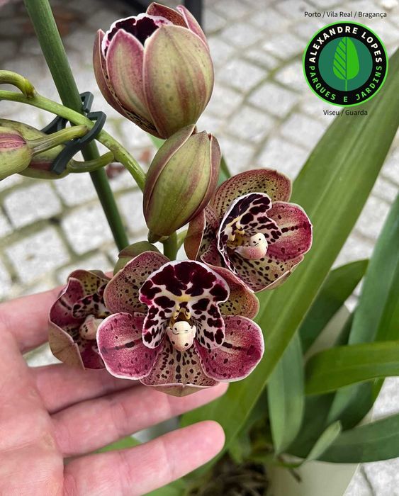 Orquídeas de exterior Cymbidium várias cores