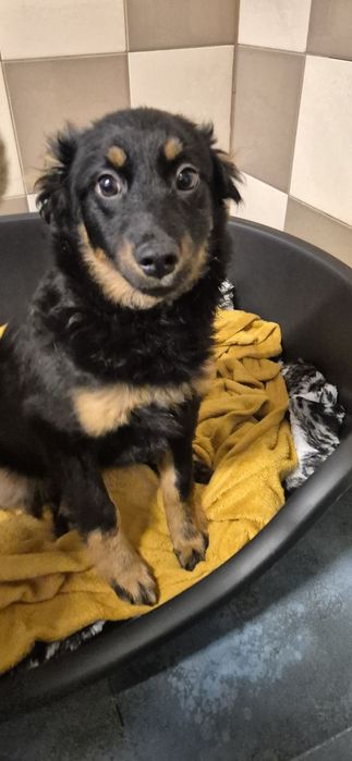 Suczka okolo 4 miesiace