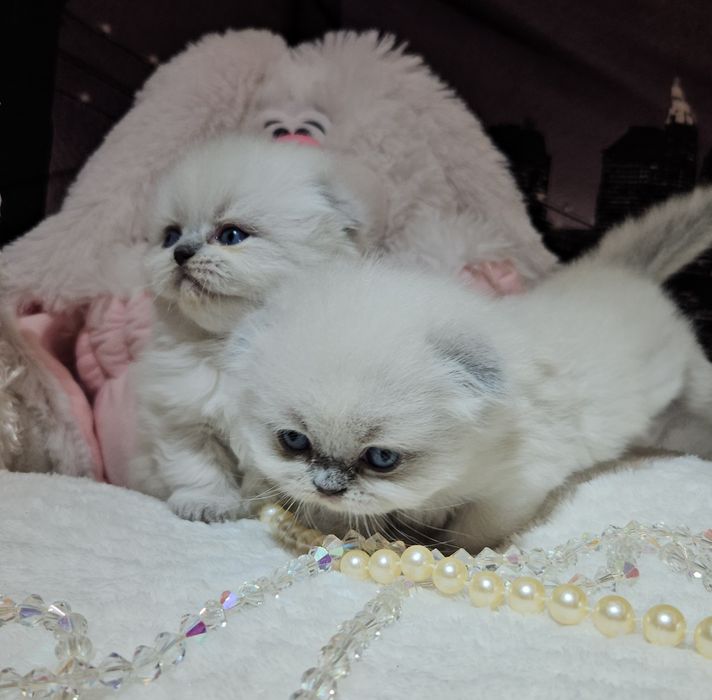 Продам Шотландских кошенят. Висловухі