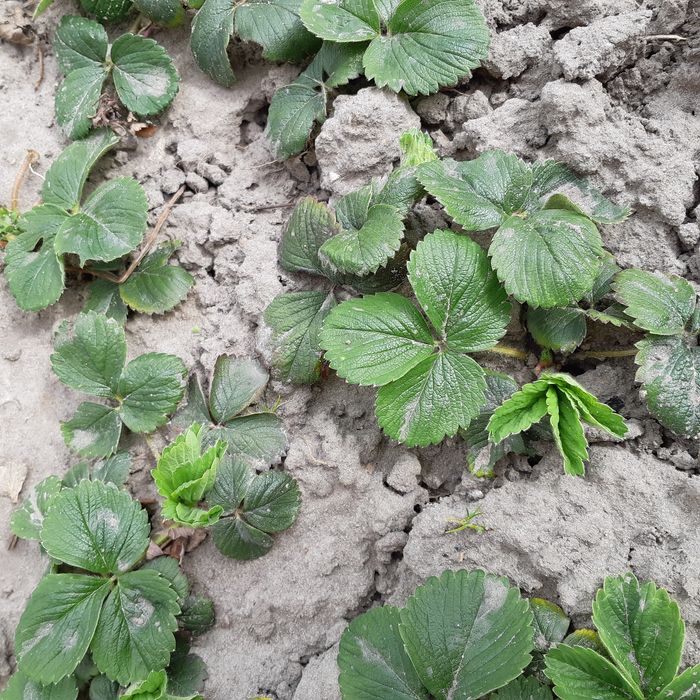 Саджанці білої полуниці Білий швед сажанци белой клубники Белый швед