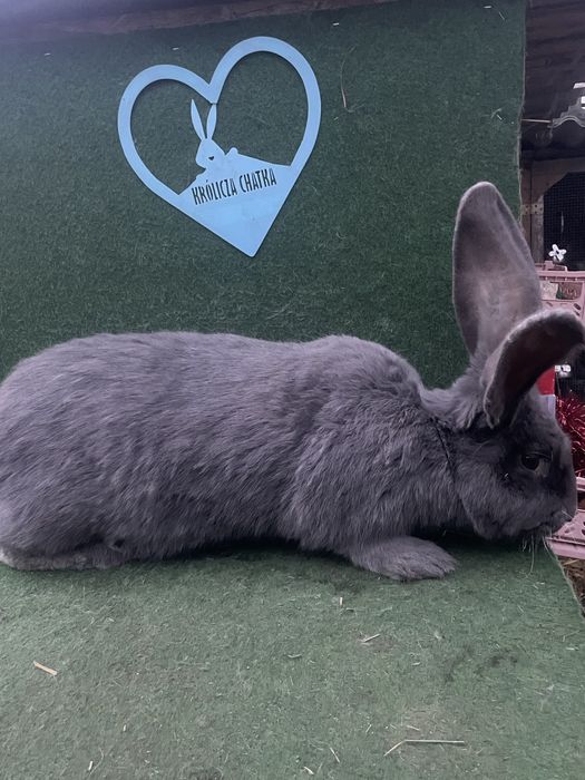 Samica olbrzym belgijski niebieski