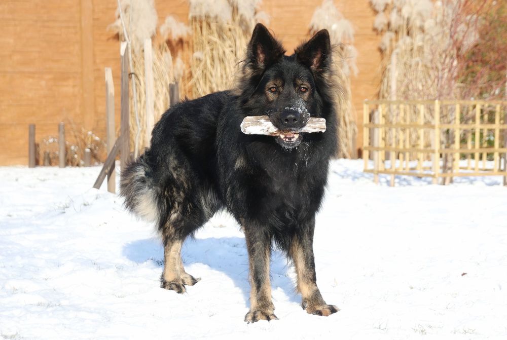 Owczarek Staroniemiecki