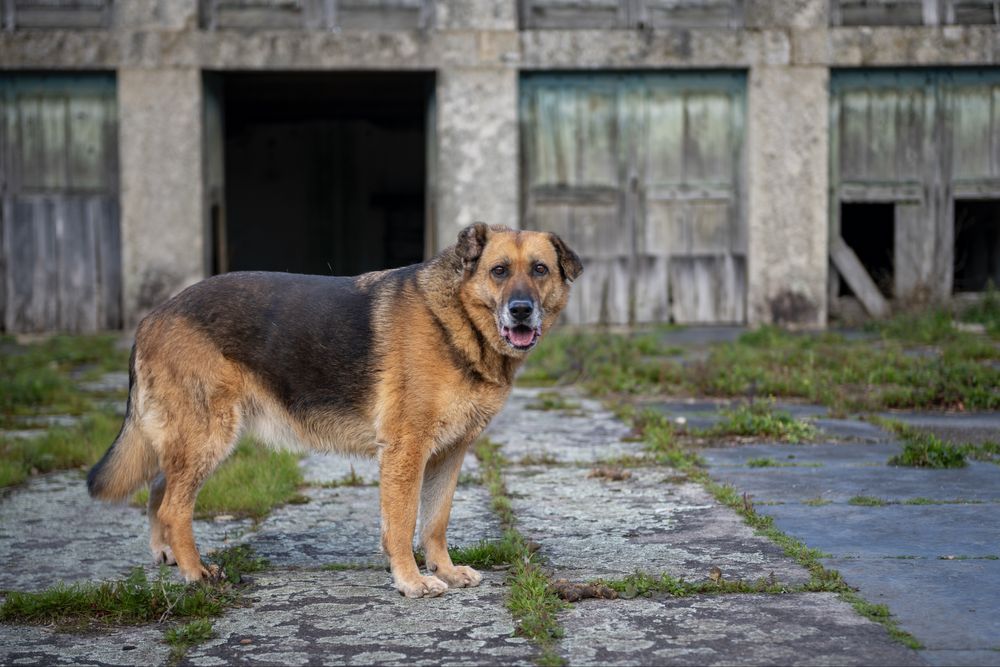 Bella para adoção Responsável