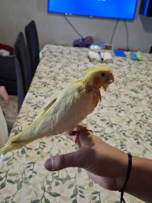 Caturra domesticada