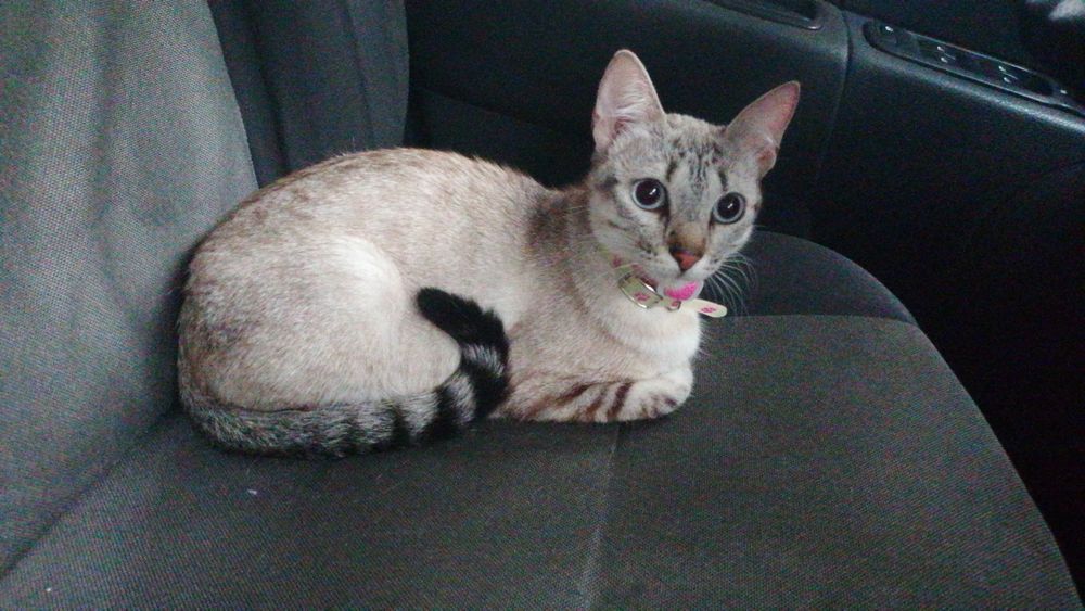 Gatinha perdida - Na parede