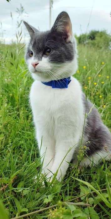 Стерилізована киця шукає домівку