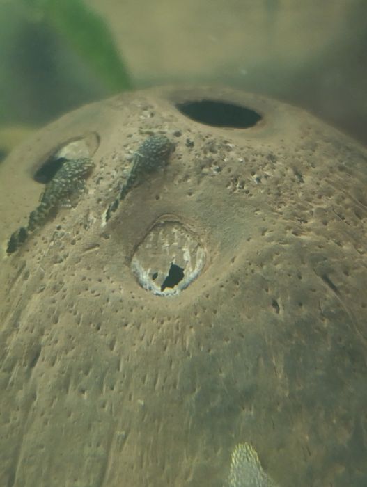 Glonojad rybka akwariowa złoty szary czarny 1-2 cm molinezja gupik