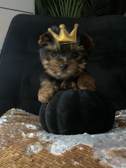 Чистокровна Красуня Міні Дівчинка