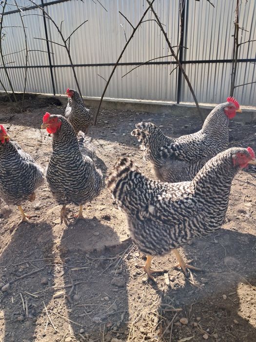 Інкубаційний яйце курей Амрок