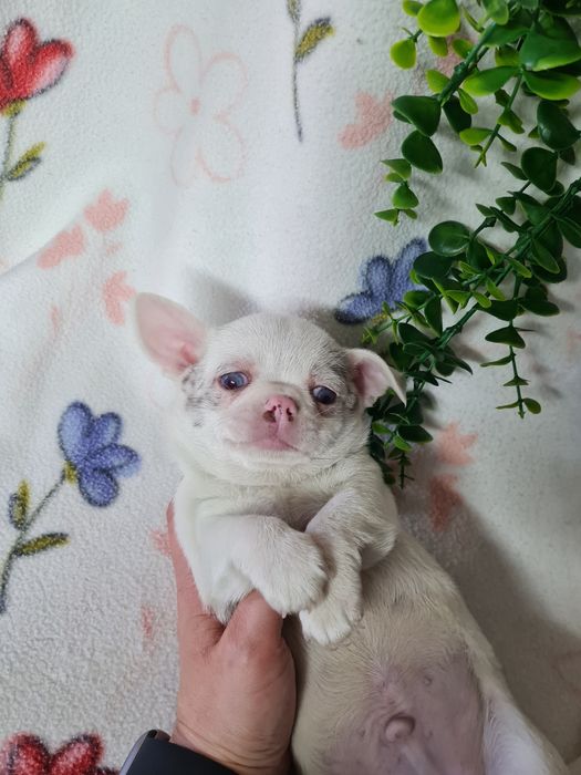 Excelente mini menino Chihuahua/Chiuaua de Qualidade, Linhagem Russa