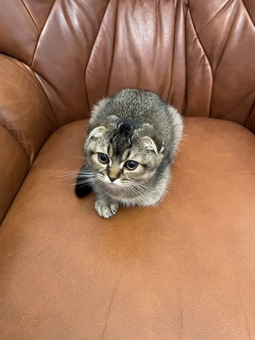 Продається кішечка