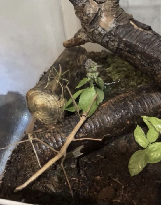 Terrarium z patyczakami