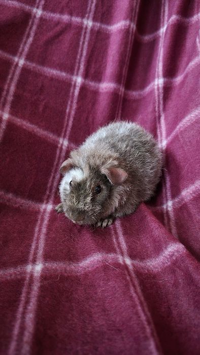 Świnka morska US Teddy