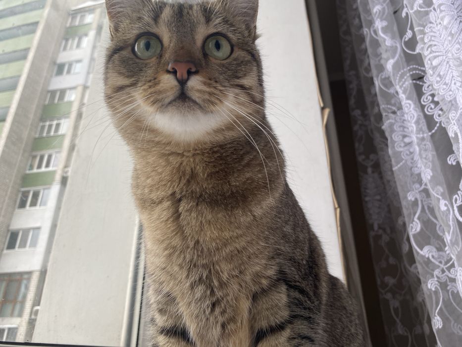 Віддам ласкаву кішечку в гарні руки