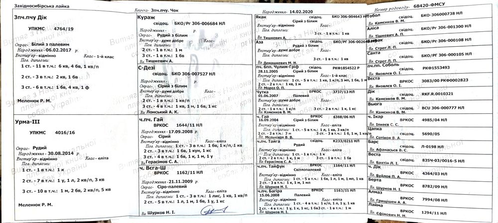 Кобель ЗСЛ (лайка) для в'язок