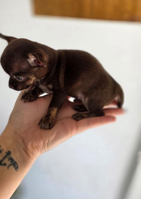 Chihuahua Macho Pêlo Curto
