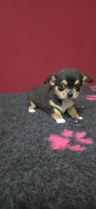 Chihuahua mini cabeça de maça