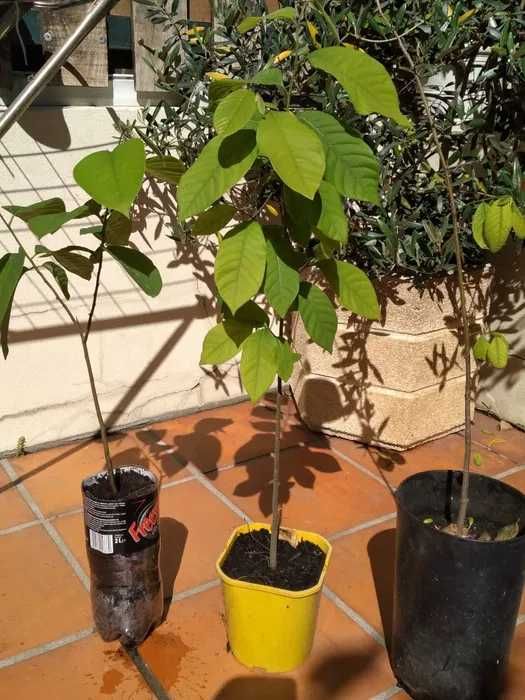 varias plantas novas em vaso