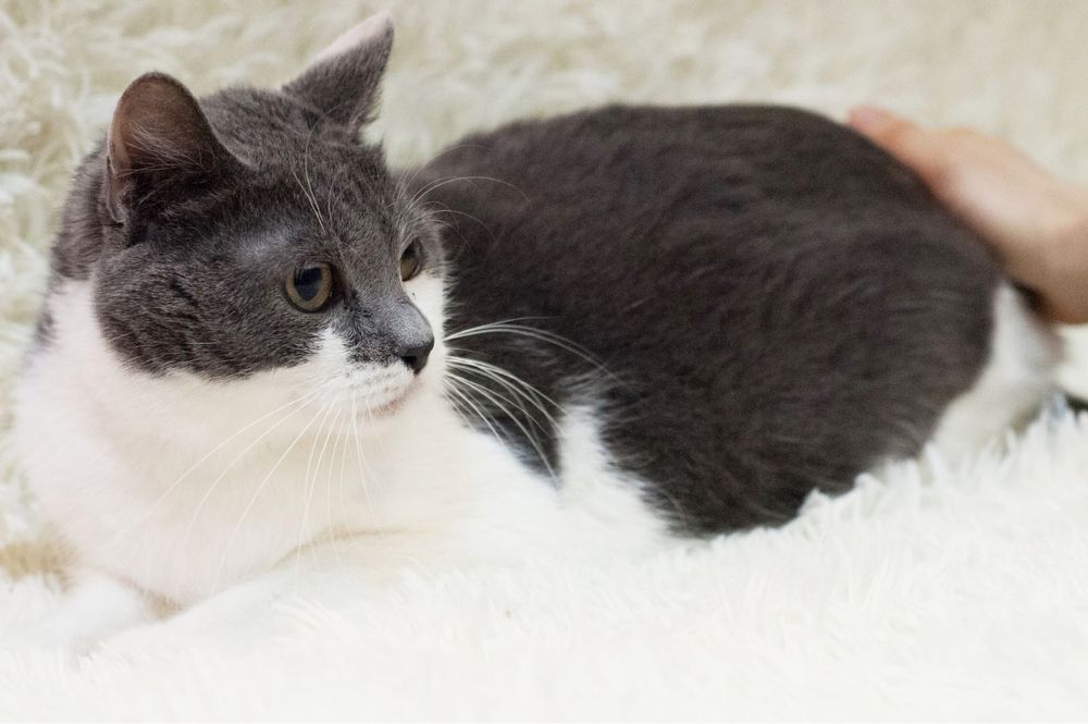 Скромная и красивая Санни ищет домик!